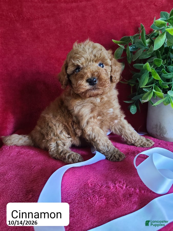Miniature Poodle dogs Cinnamon - Ad 1