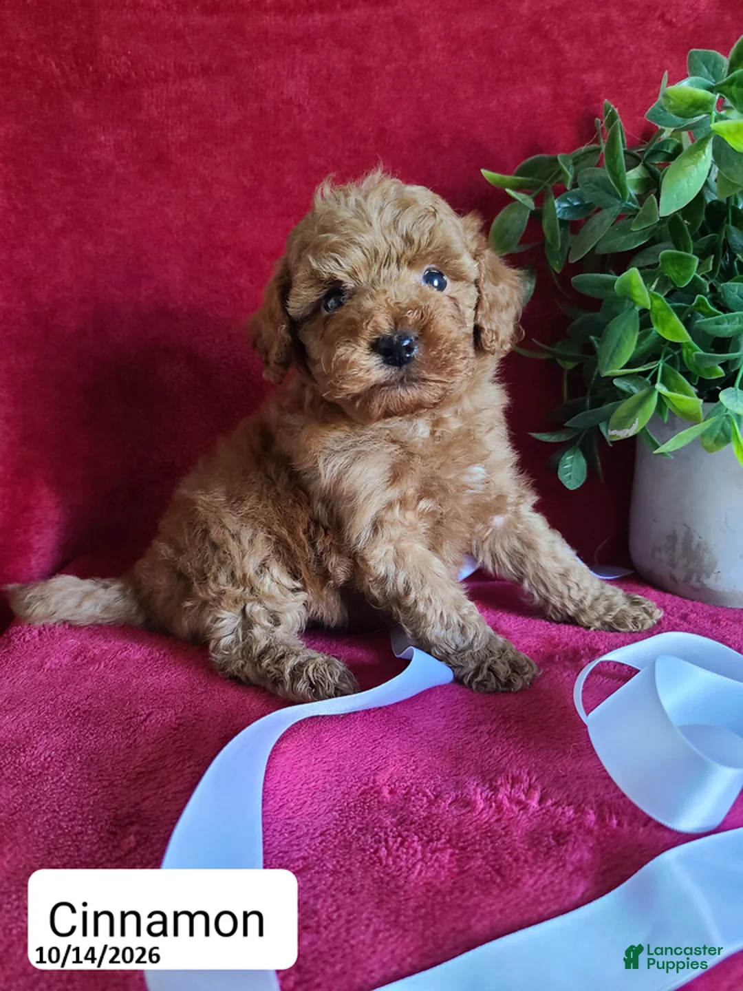 Miniature Poodle dogs for sale: Cinnamon - Ad 1
