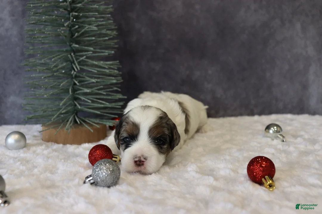 Shihpoo dogs for sale: Parker - Ad 6