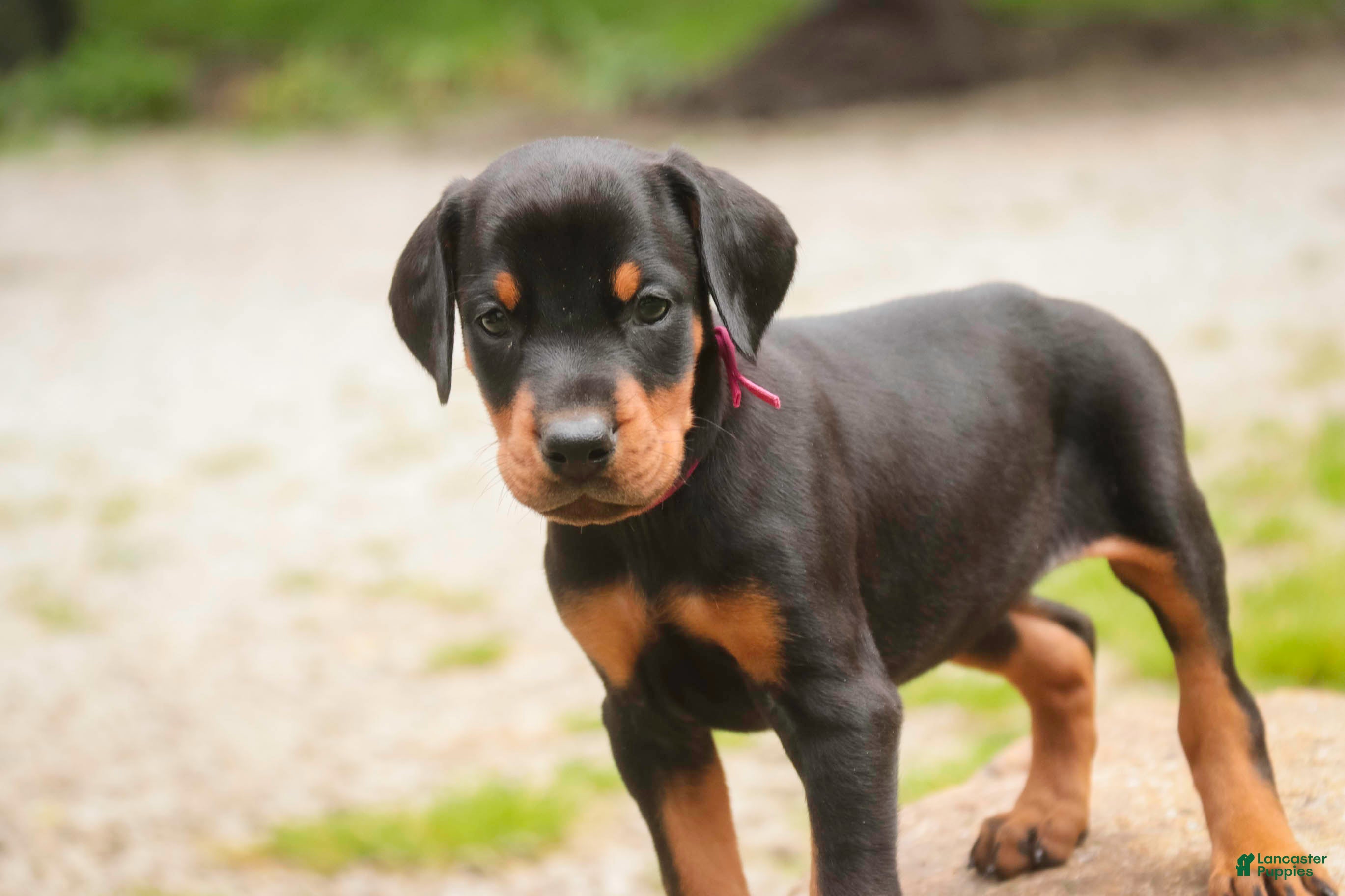 Doberman Pinscher dogs for sale: Delphine - Ad 4