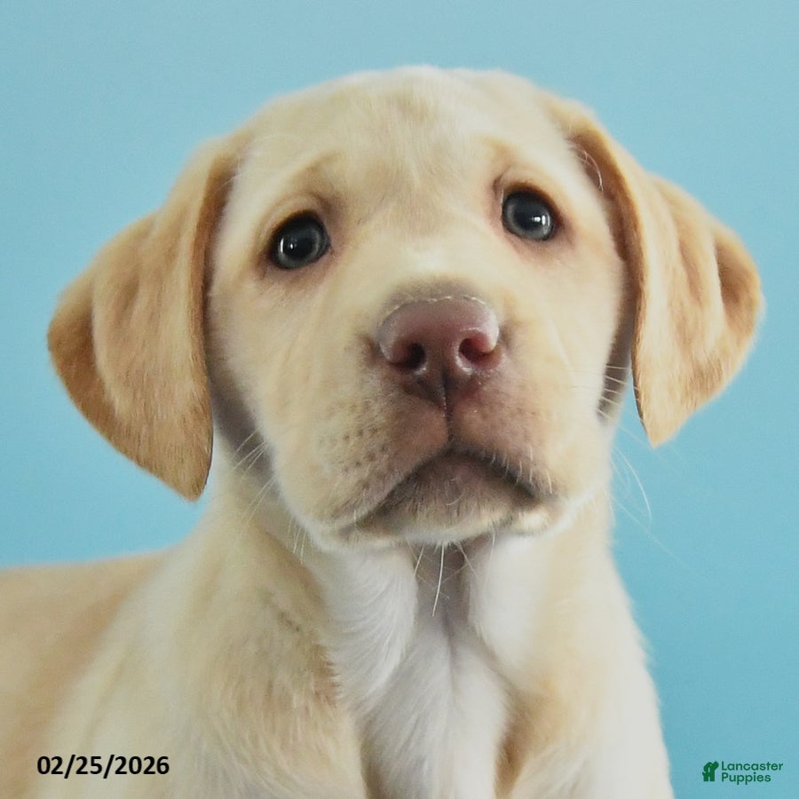 Labrador Retriever dogs Grace - Ad 2