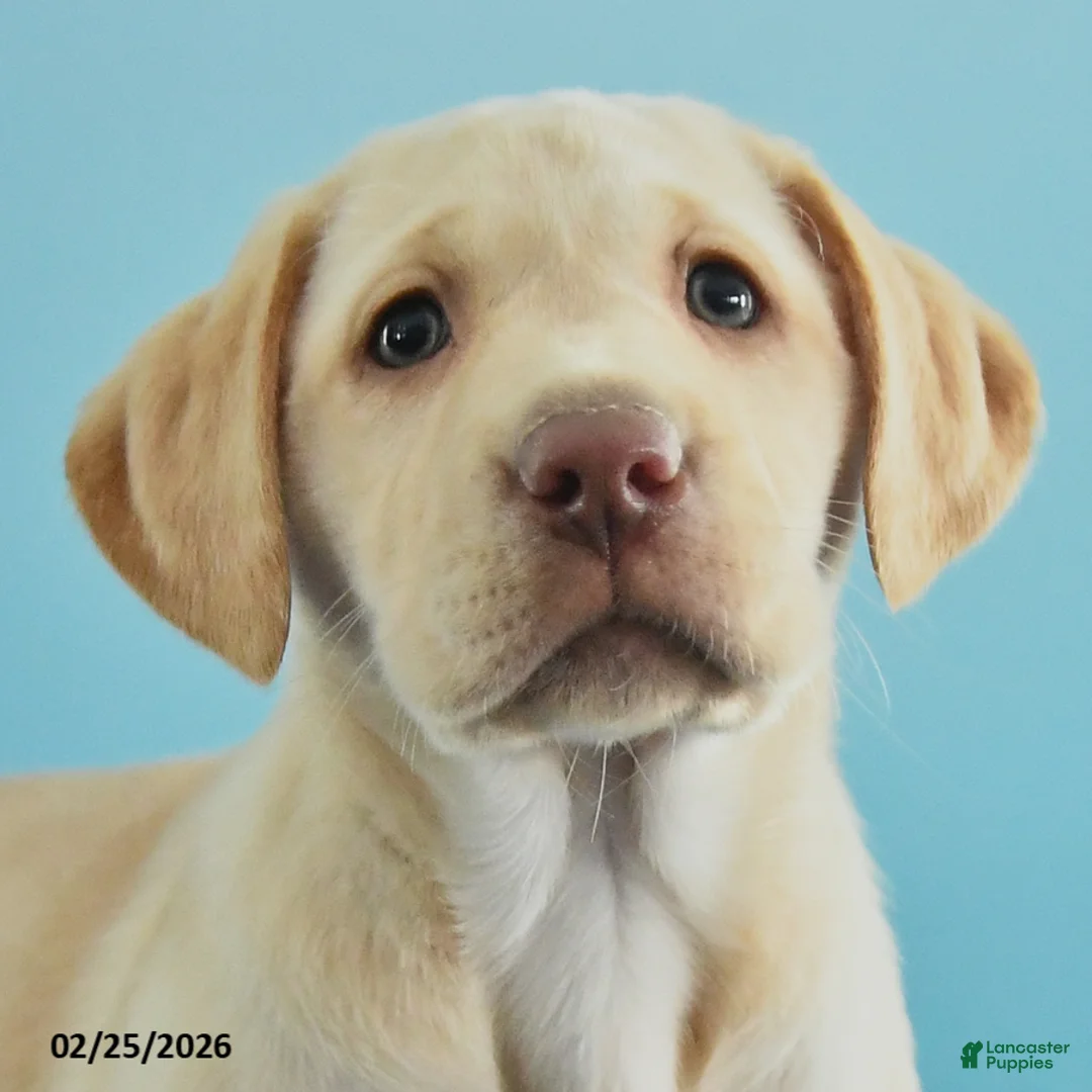 Labrador Retriever dogs for sale: Grace - Ad 2