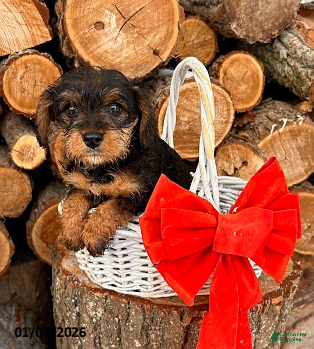 Mixed Breed dogs for sale: Lucy - Ad 2