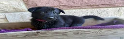 German Shepherd dogs for sale: Gwen - Ad 11