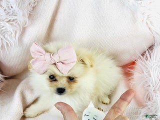 Pomeranian dogs - Ad 39