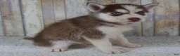 Pomsky dogs for sale: Cash - Ad 2