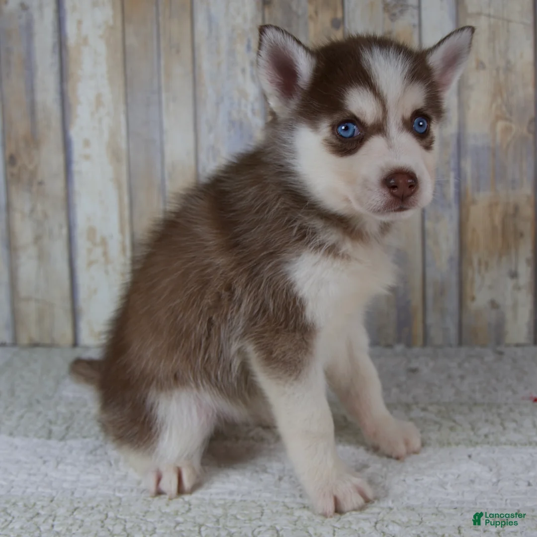 Pomsky dogs for sale: Cash - Ad 2