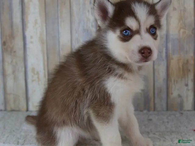 Pomsky dogs for sale: Cash - Ad 2