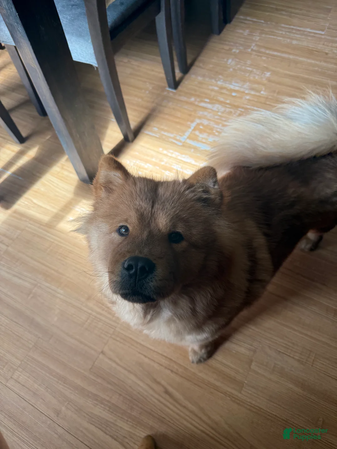 Chow Chow dogs for sale: Mr. Red - Ad 2