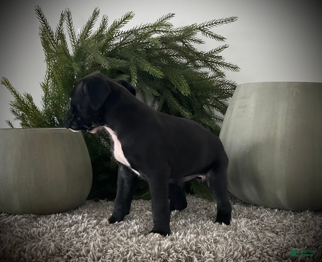 Boxer dogs for sale: Baily  - Ad 5