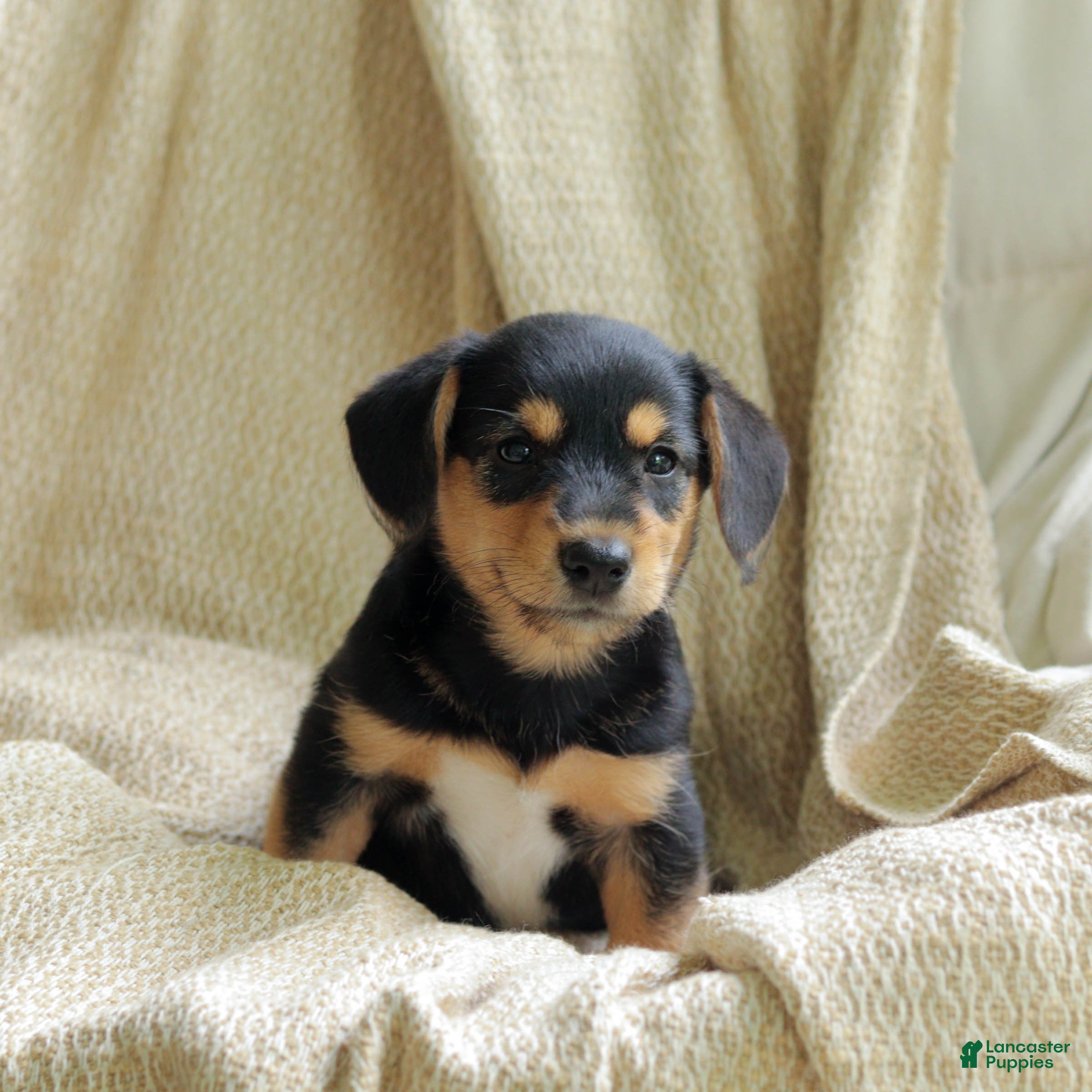 Mixed Breed dogs Olive - Ad 2