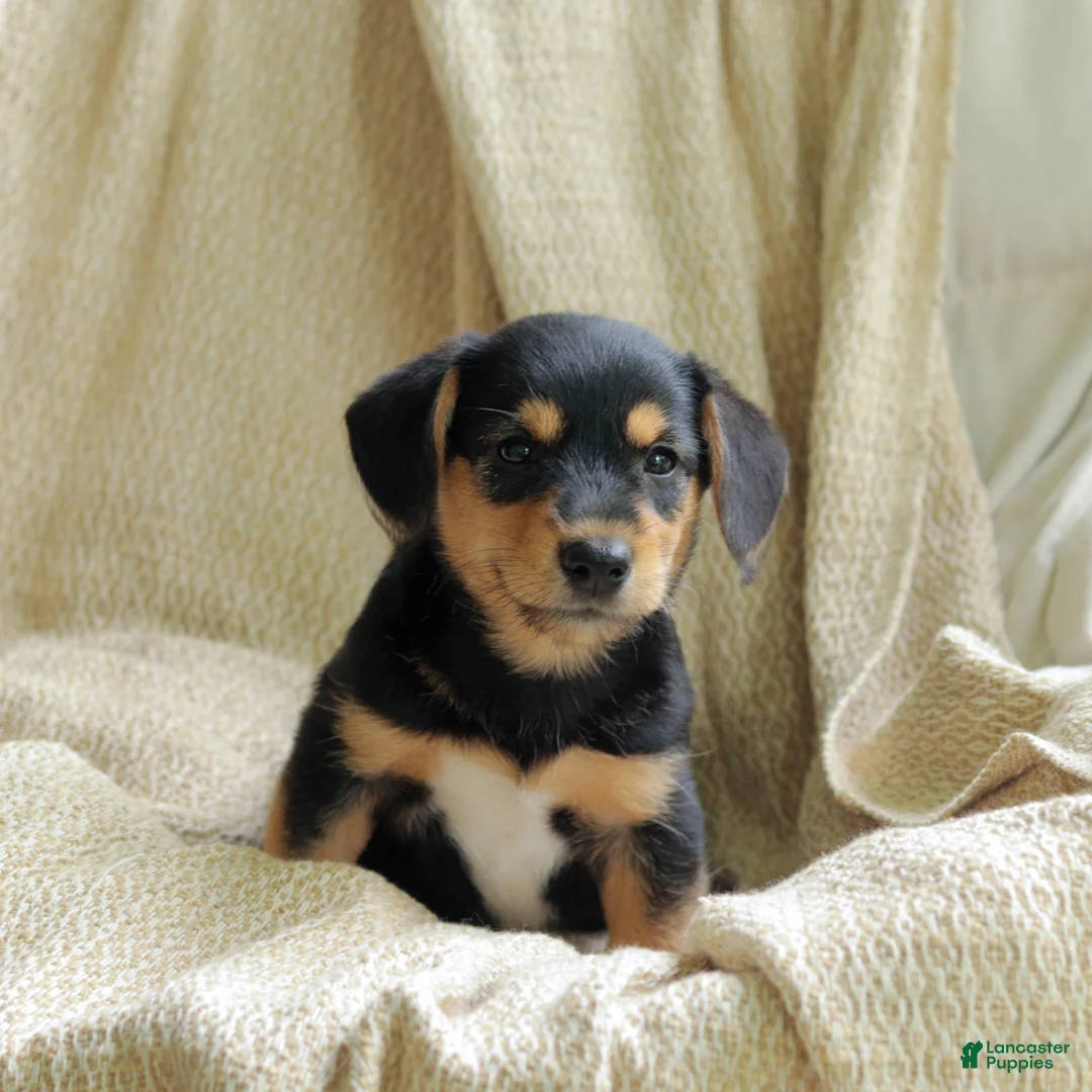 Mixed Breed dogs for sale: Olive - Ad 2