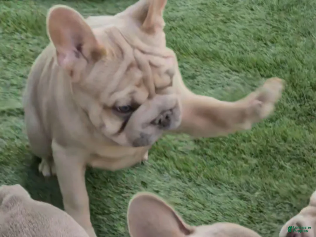 French Bulldog dogs for sale: French Bulldog Puppy 1 - Ad 2