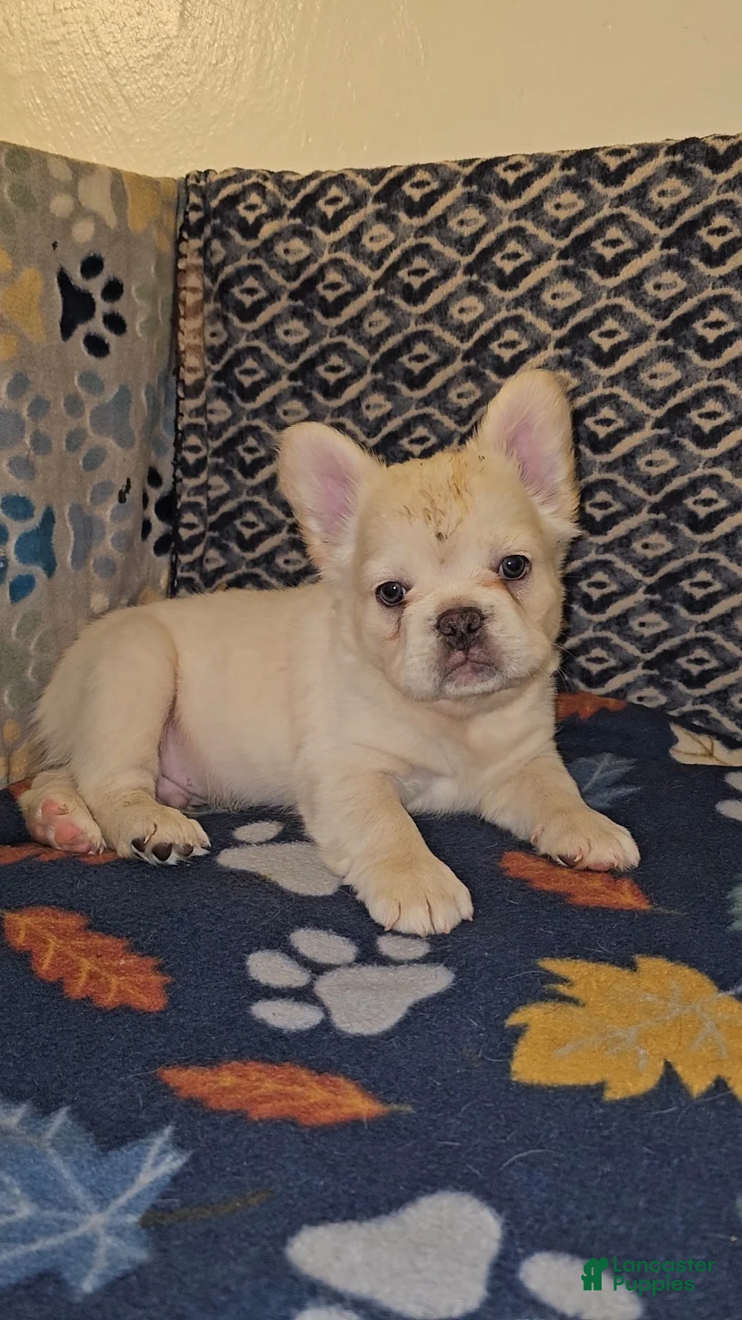 French Bulldog dogs for sale: French Bulldog Puppy 1 - Ad 1