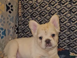 French Bulldog dogs French Bulldog Puppy 1 - Ad 27