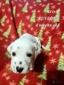 Dalmatian Puppy 2