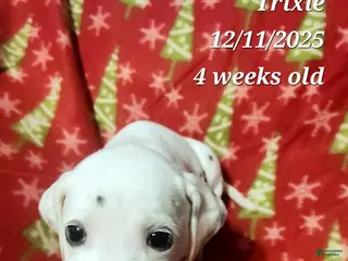 Dalmatian dogs Trixie - Ad 11