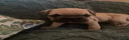Frug dogs for sale: Bear - Ad 2