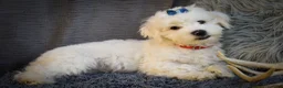 Maltese dogs for sale: Baxter 🐶 - Ad 8
