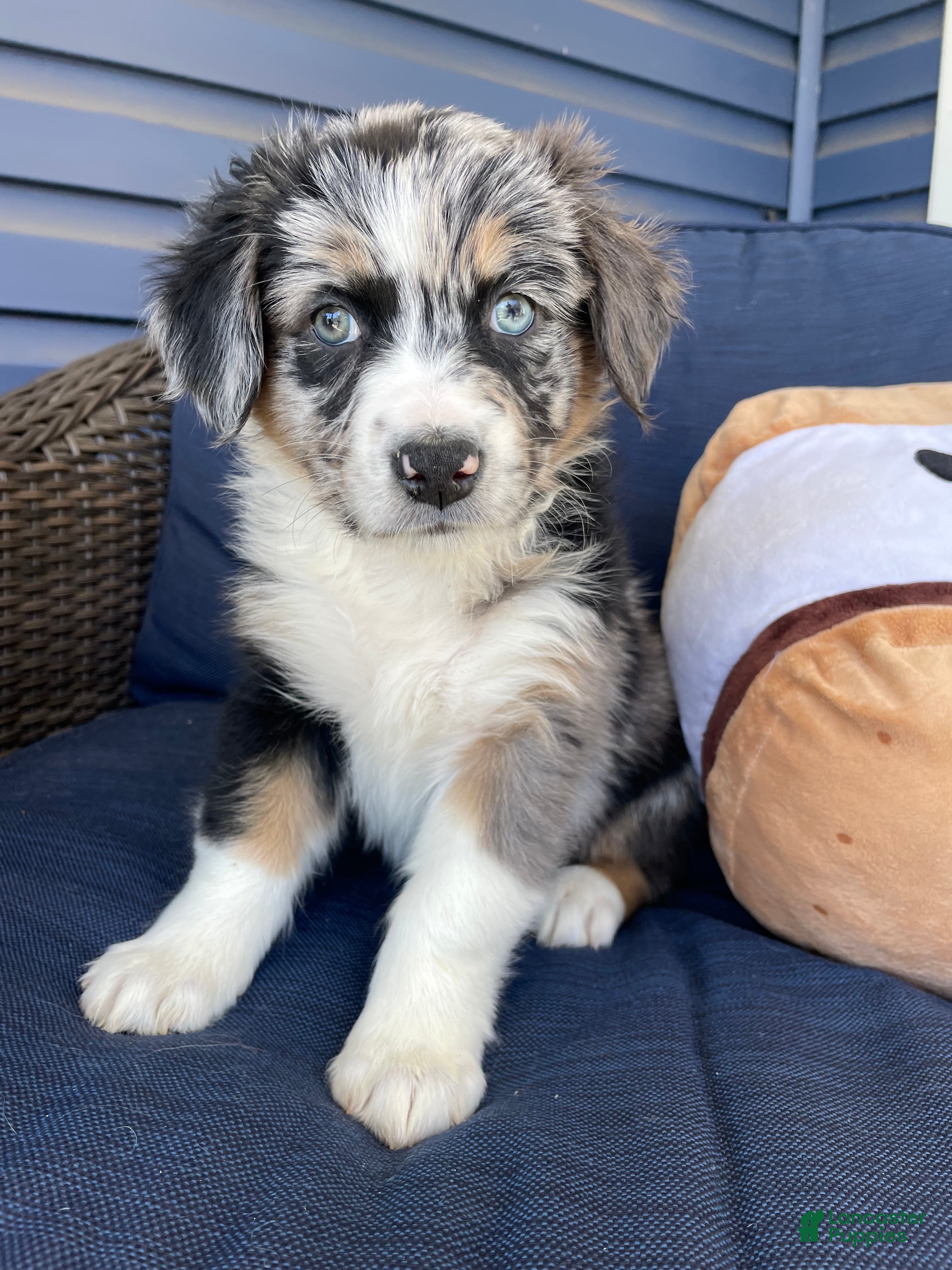 Australian Shepherd dogs Ellie - Ad 6