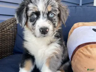 Australian Shepherd dogs Ellie - Ad 6