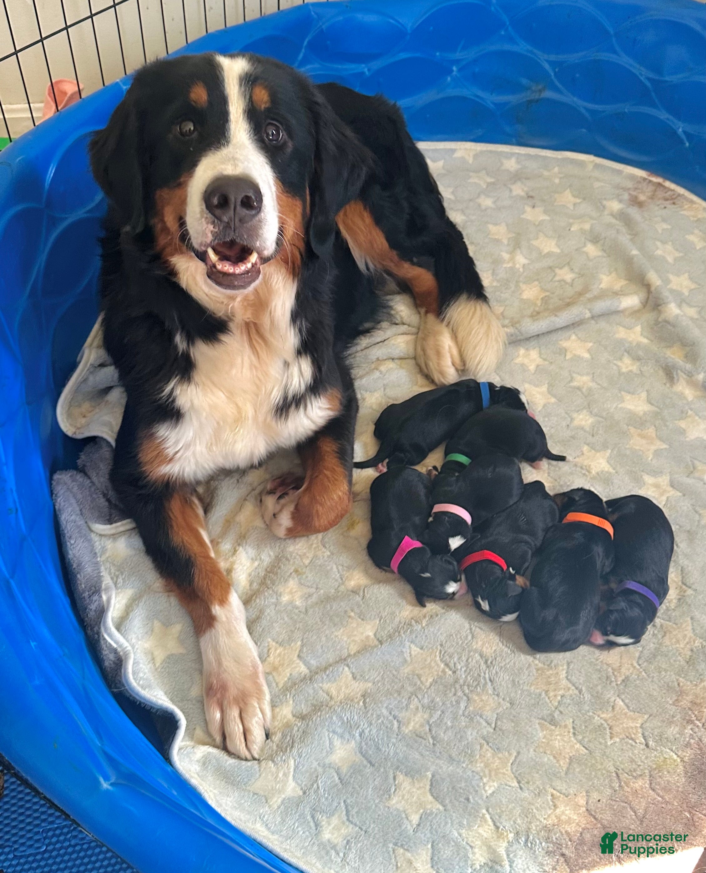 Bernese Mountain Dog dogs Berner bunch - Ad 1