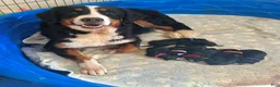 Bernese Mountain Dog dogs for sale: Berner bunch - Ad 10