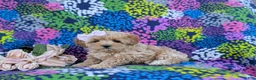 Maltipoo dogs for sale: Tiffany 9 lbs Full Grown - Ad 3
