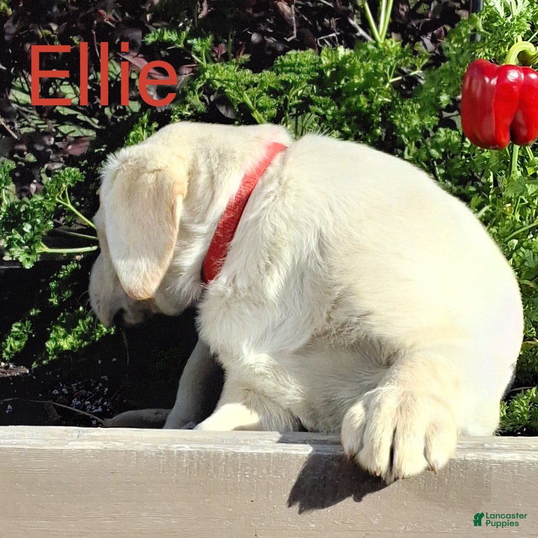 Labrador Retriever dogs for sale: Ellie Retriever 7 - Ad 2