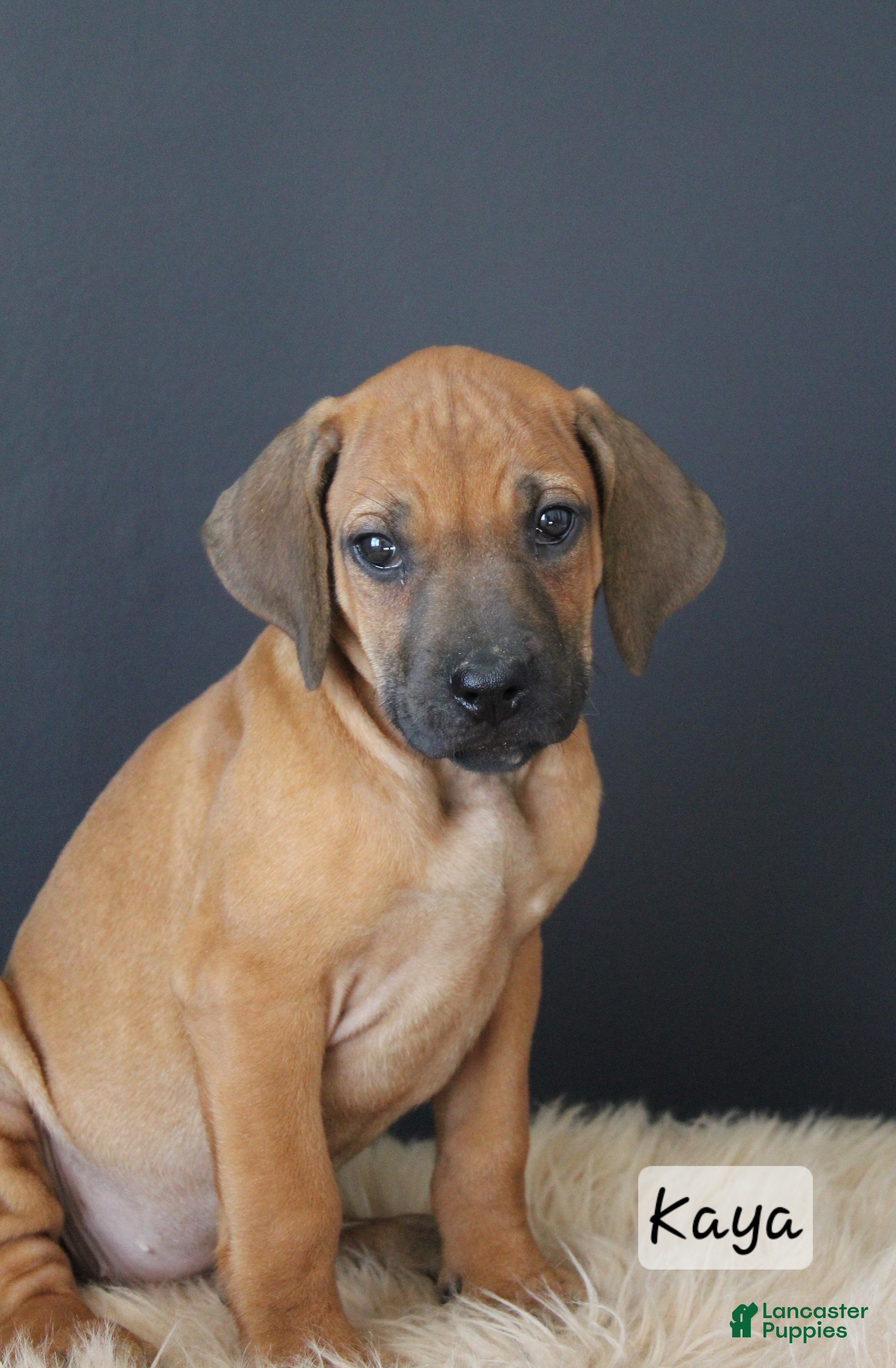 Rhodesian Ridgeback dogs Kaya - Ad 1