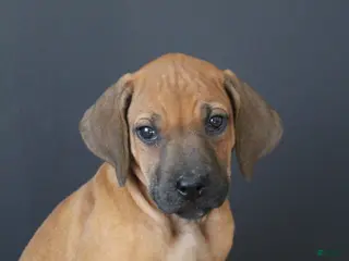 Rhodesian Ridgeback dogs for sale: Kaya - Ad 2