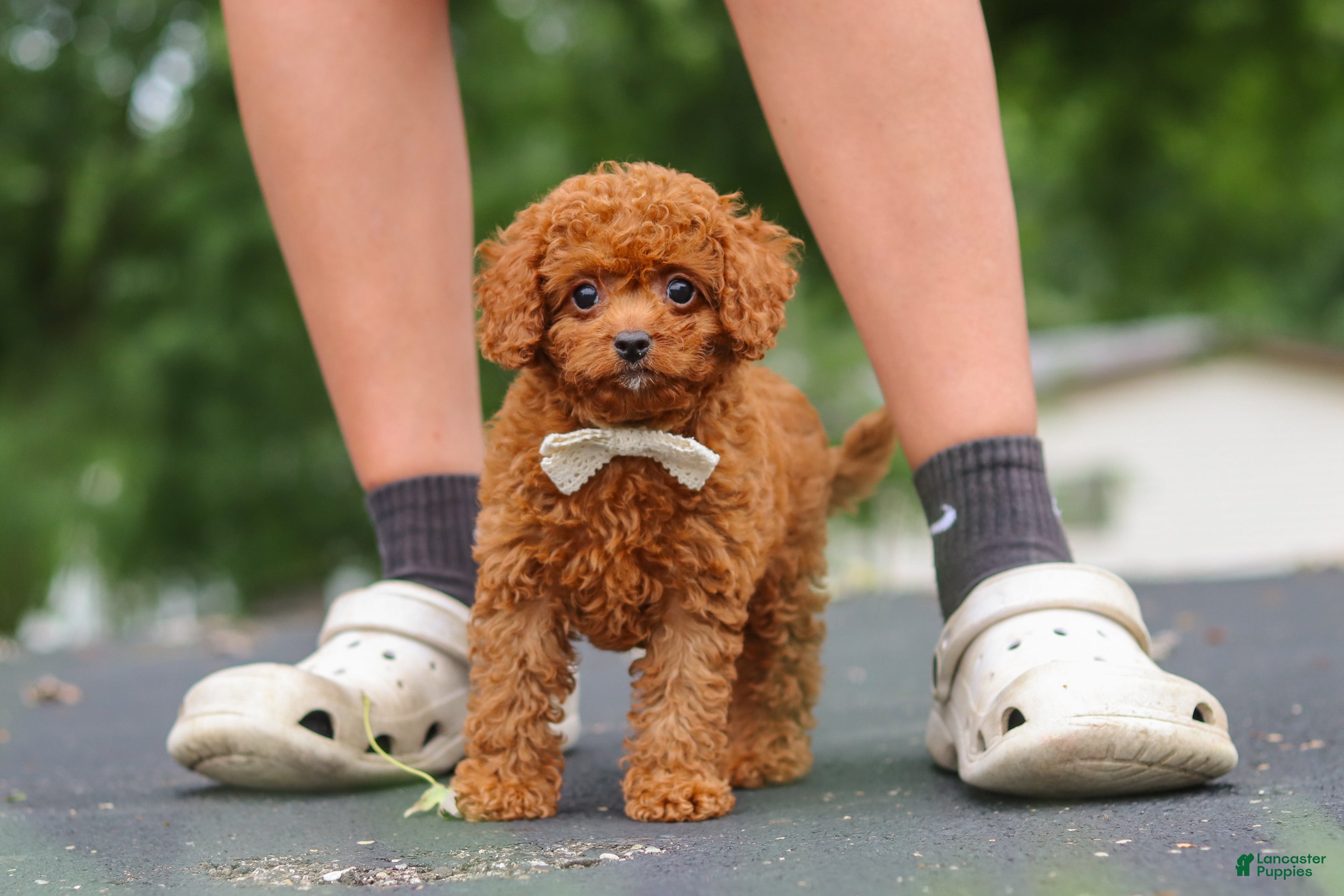 Cavapoo dogs Wallen - Ad 1