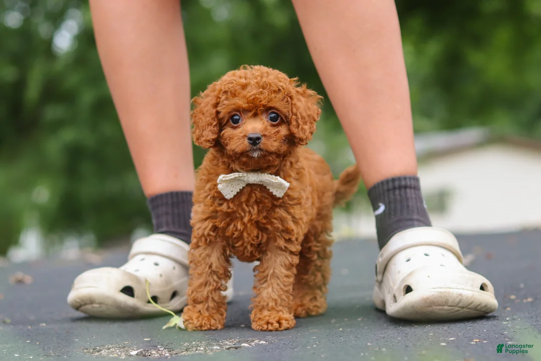 Cavapoo dogs for sale: Wallen - Ad 1