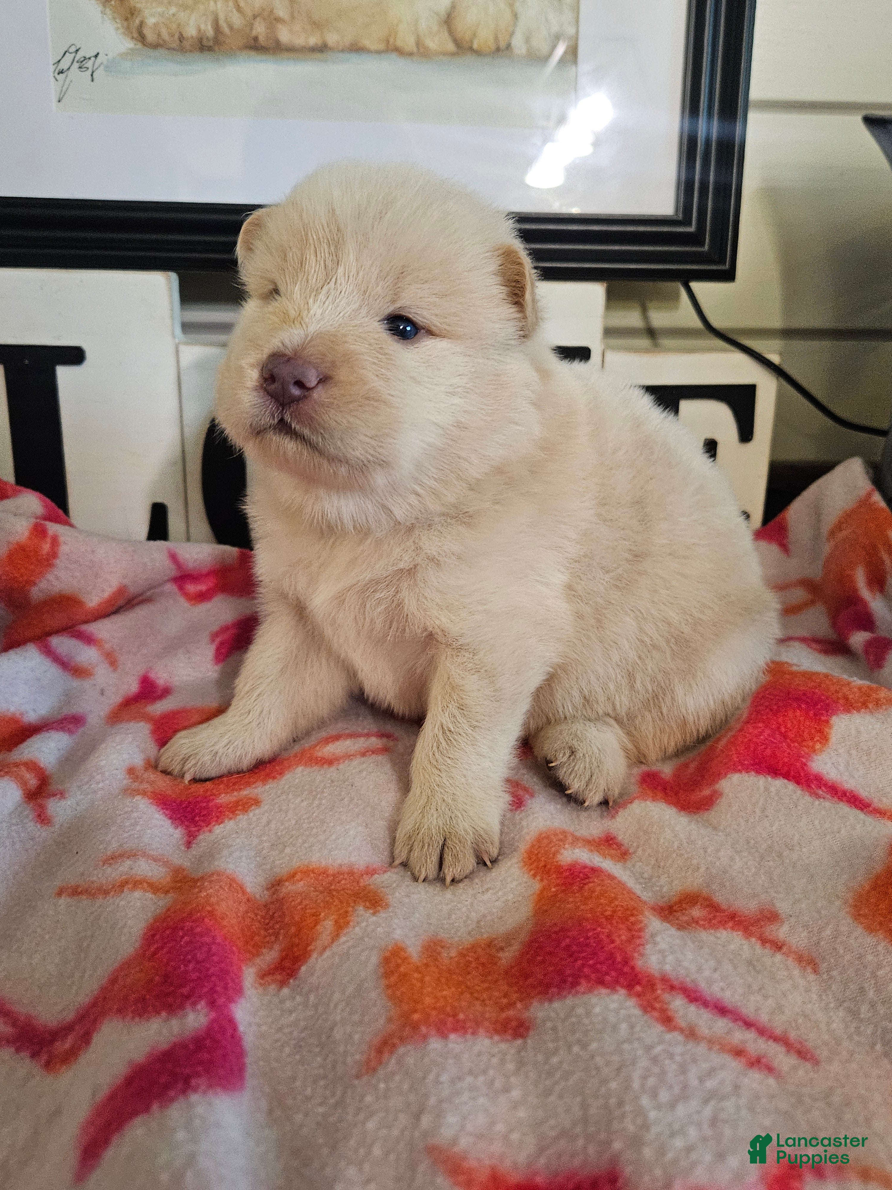 Chow Chow dogs Cream rough F Chow chow - Ad 1