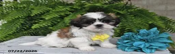 Shih Tzu dogs for sale: Hudson - Ad 1