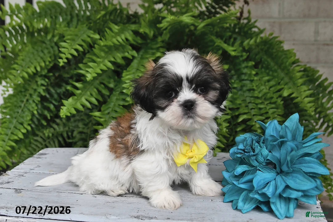 Shih Tzu dogs for sale: Hudson - Ad 1