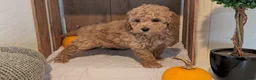 Miniature Poodle dogs for sale: Lady  - Ad 5