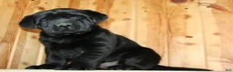 Labrador Retriever dogs for sale: Moose - Ad 5