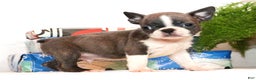 Boston Terrier dogs for sale: Hunter - Ad 1
