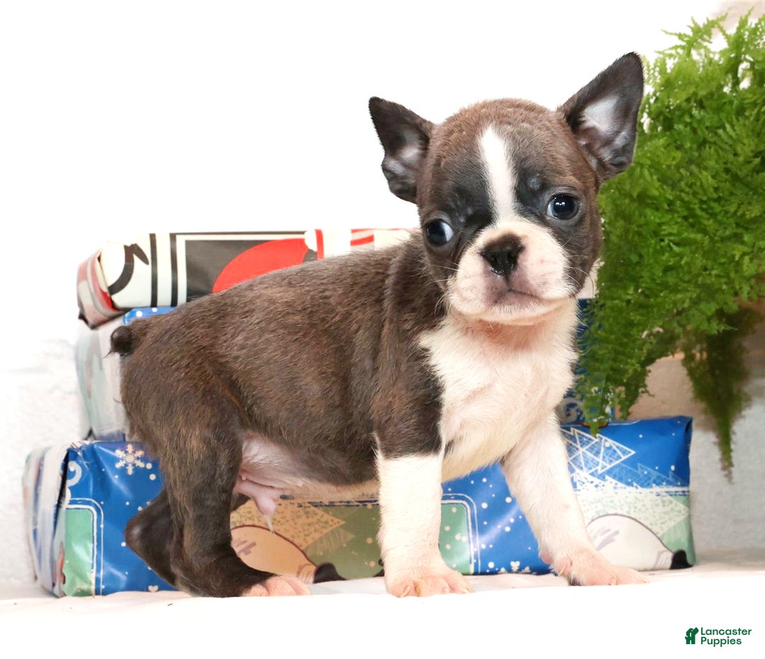Boston Terrier dogs for sale: Hunter - Ad 1