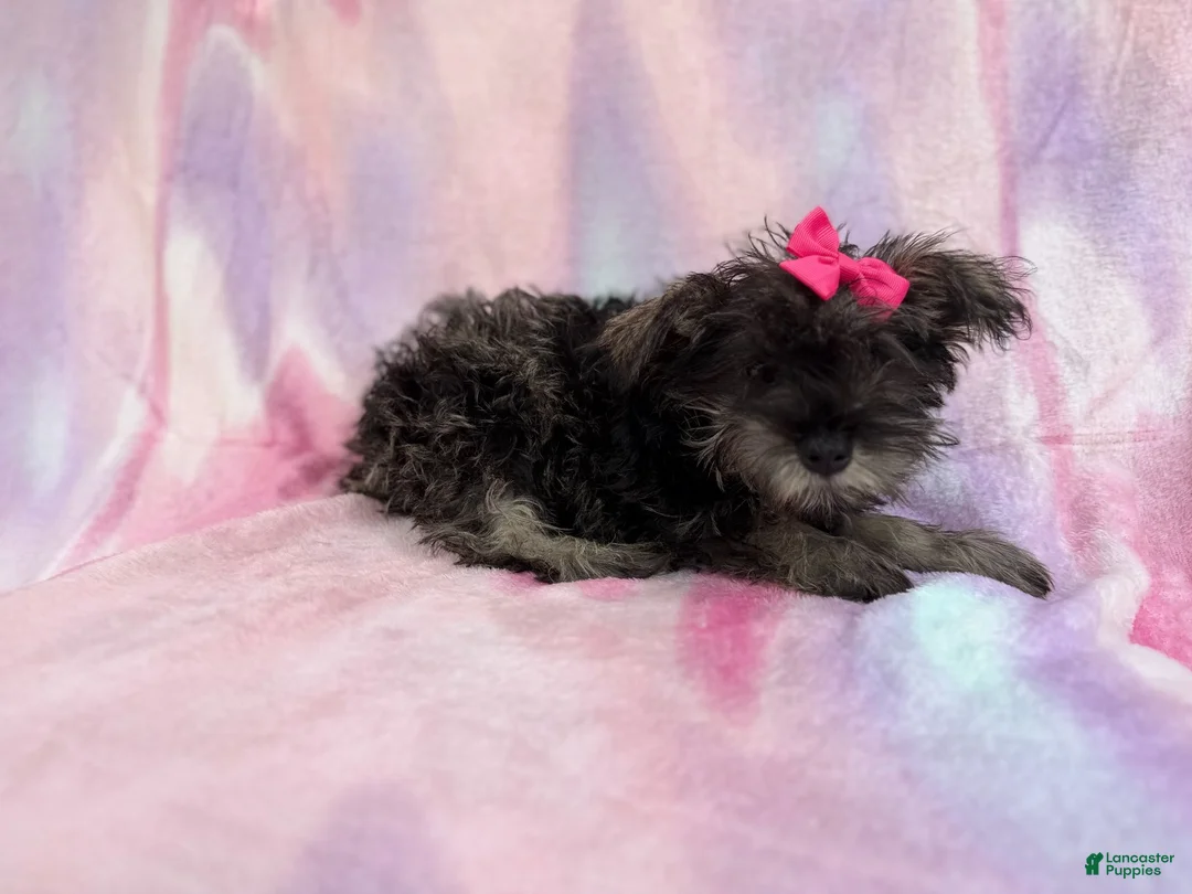 Miniature Schnauzer dogs for sale: Phoebe - Ad 8