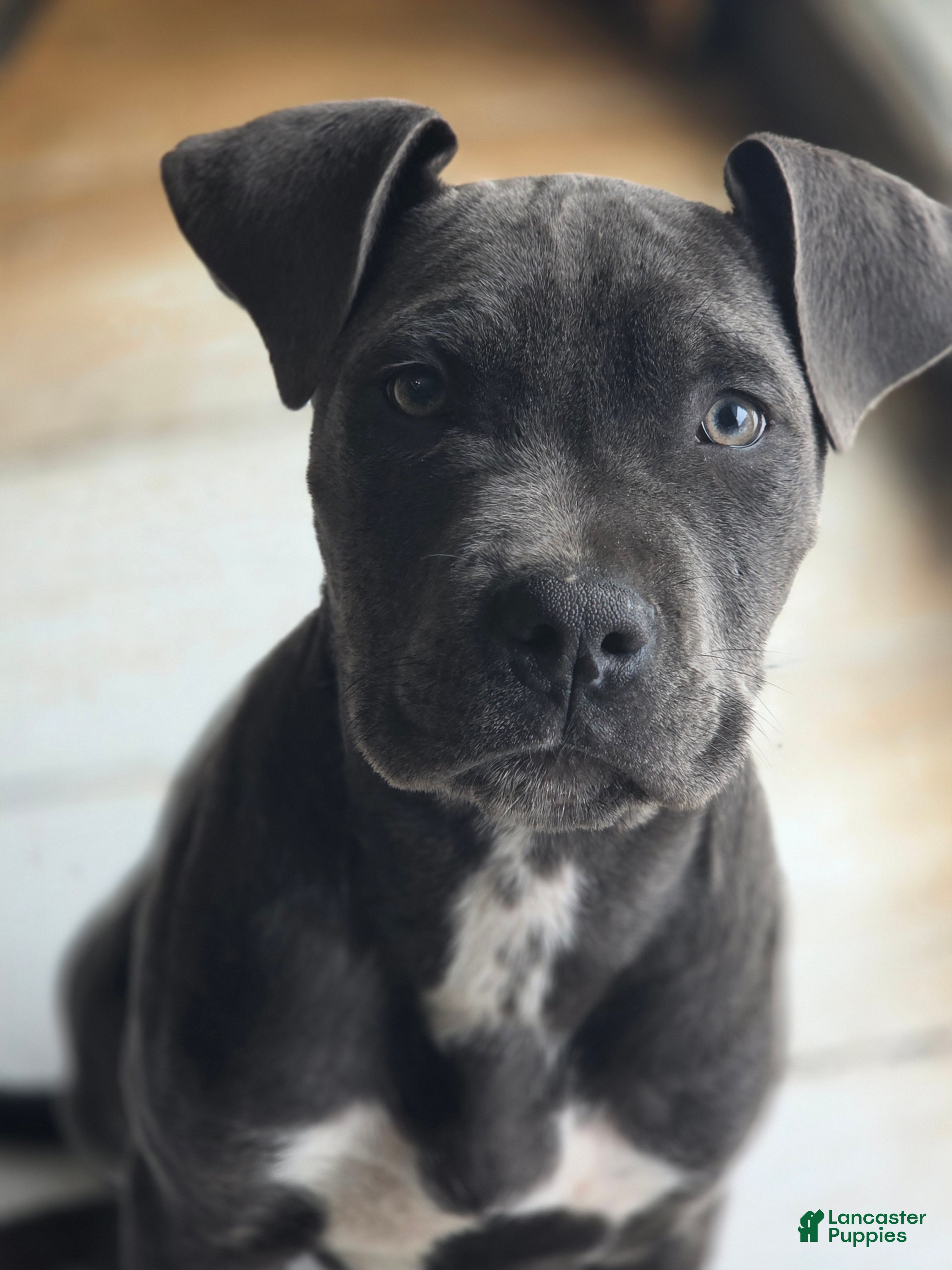 Mixed Breed dogs Athena - Ad 42