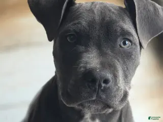 Mixed Breed dogs Athena - Ad 42