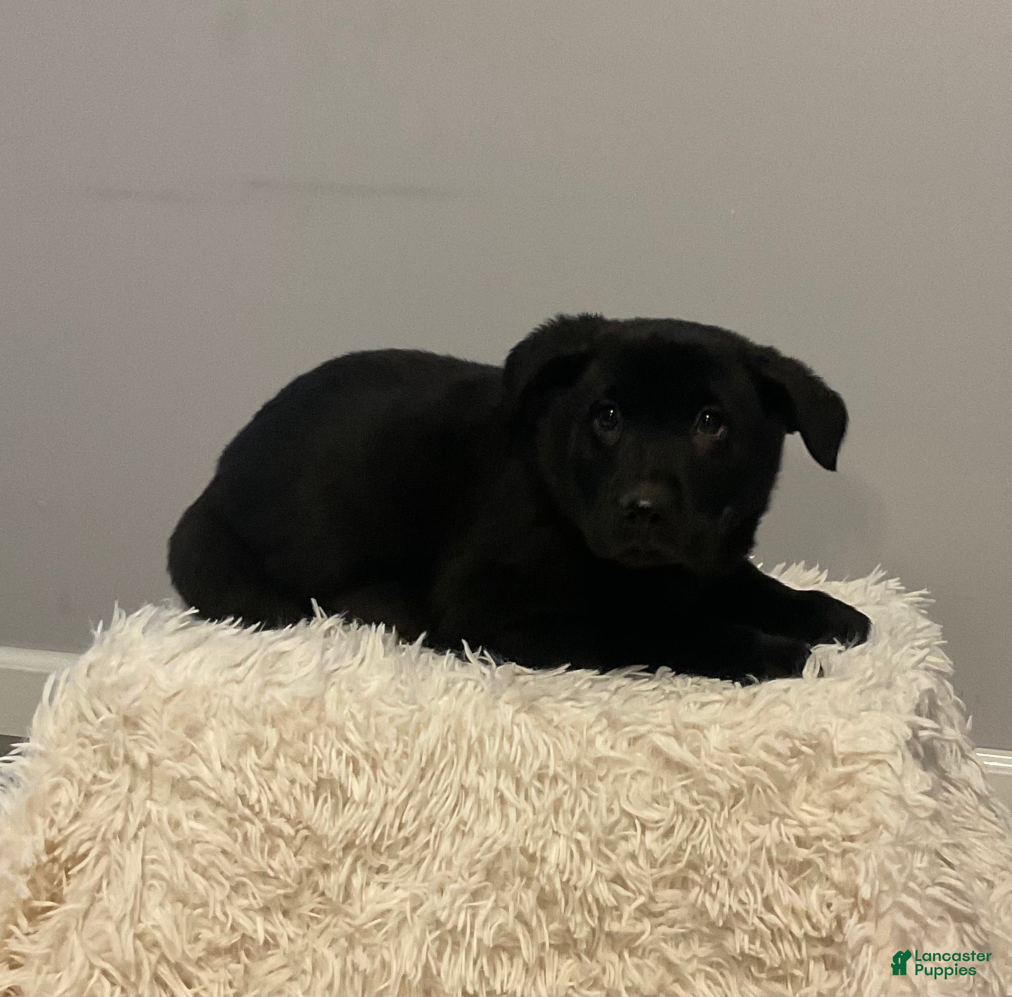 Mixed Breed dogs Bronco  - Ad 2