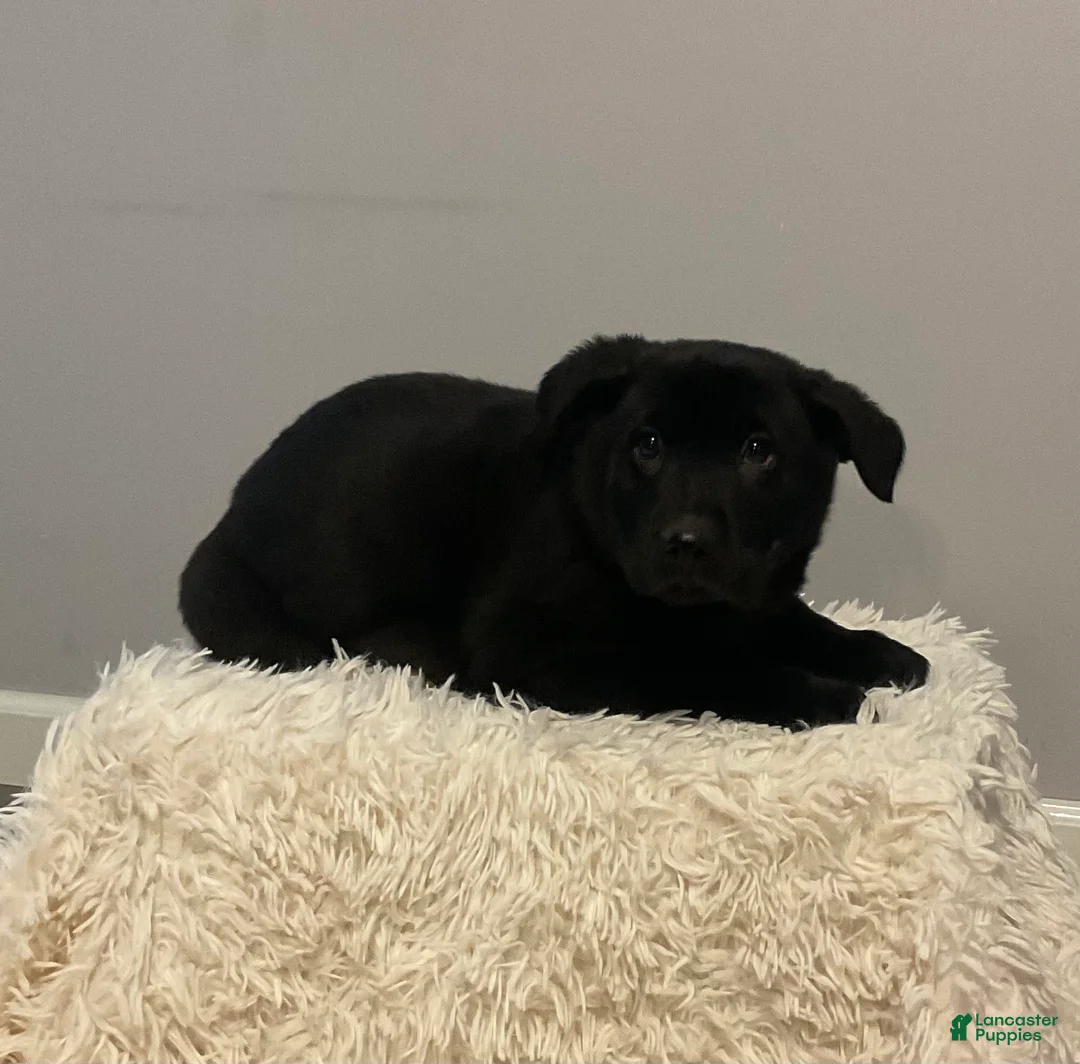 Mixed Breed dogs for sale: Bronco  - Ad 2