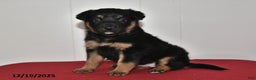 Mixed Breed dogs for sale: Natalie - Ad 1