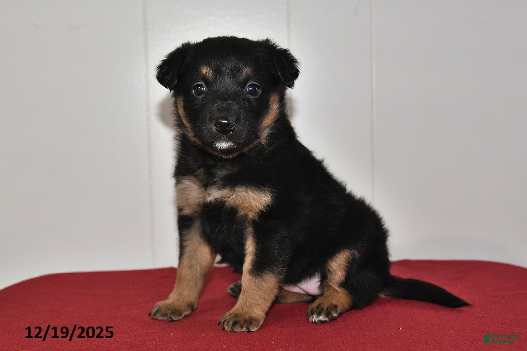 Mixed Breed dogs for sale: Natalie - Ad 1