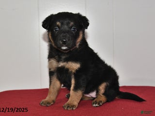 Mixed Breed dogs Natalie - Ad 26
