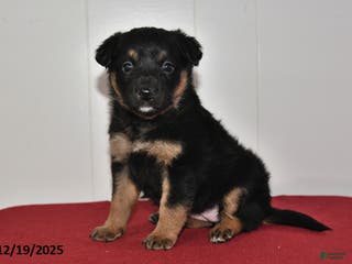 Mixed Breed dogs Natalie - Ad 39