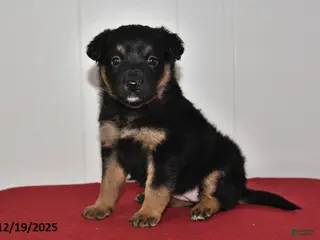 Mixed Breed dogs Natalie - Ad 25
